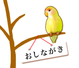Real bird sticker! third sticker #10906119
