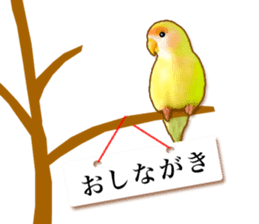 Real bird sticker! third sticker #10906119