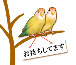 Real bird sticker! third sticker #10906121