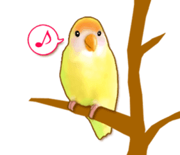 Real bird sticker! third sticker #10906123