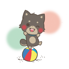 mild-fluffy-Shiba-inu -spring&summer-