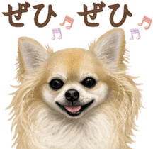Good! Chihuahua. sticker #10912460