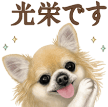 Good! Chihuahua. sticker #10912461