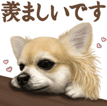 Good! Chihuahua. sticker #10912462