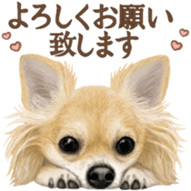Good! Chihuahua. sticker #10912463