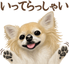 Good! Chihuahua. sticker #10912466