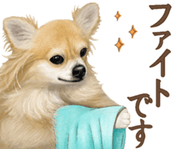 Good! Chihuahua. sticker #10912468