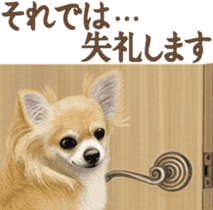 Good! Chihuahua. sticker #10912470
