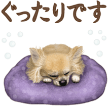 Good! Chihuahua. sticker #10912473