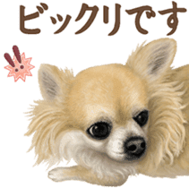 Good! Chihuahua. sticker #10912487
