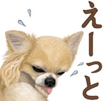 Good! Chihuahua. sticker #10912489