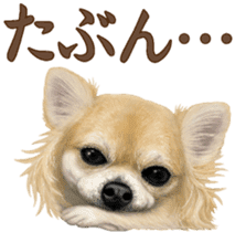Good! Chihuahua. sticker #10912490