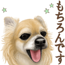 Good! Chihuahua. sticker #10912492