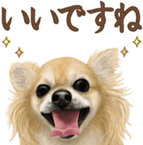 Good! Chihuahua. sticker #10912493