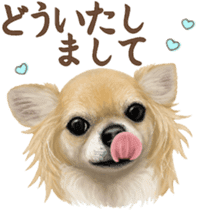 Good! Chihuahua. sticker #10912495