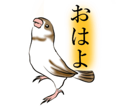 bengalese finches stickers sticker #10939296
