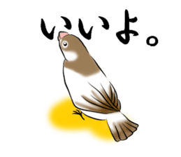 bengalese finches stickers sticker #10939298