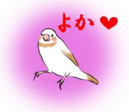 bengalese finches stickers sticker #10939310