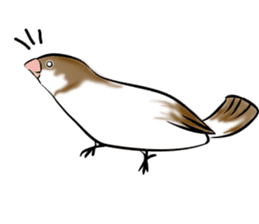 bengalese finches stickers sticker #10939311
