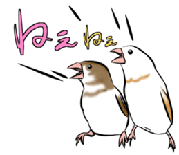 bengalese finches stickers sticker #10939316