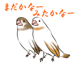 bengalese finches stickers sticker #10939320