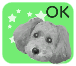 silver toy poodle sticker!! sticker #10944816