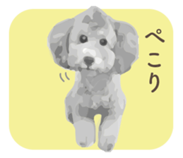 silver toy poodle sticker!! sticker #10944817