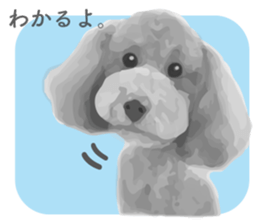 silver toy poodle sticker!! sticker #10944818
