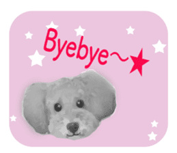 silver toy poodle sticker!! sticker #10944819