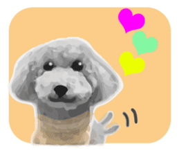 silver toy poodle sticker!! sticker #10944822