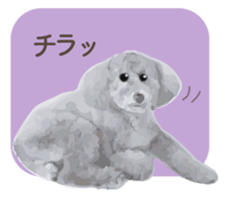 silver toy poodle sticker!! sticker #10944823