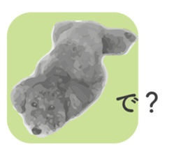 silver toy poodle sticker!! sticker #10944827