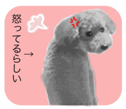 silver toy poodle sticker!! sticker #10944830