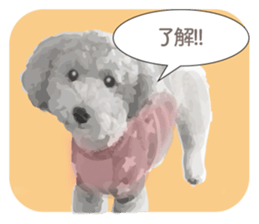 silver toy poodle sticker!! sticker #10944831