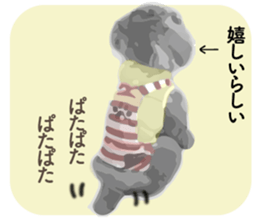 silver toy poodle sticker!! sticker #10944832