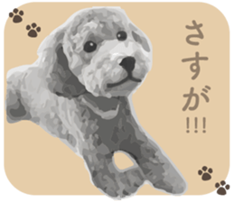 silver toy poodle sticker!! sticker #10944834