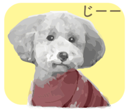 silver toy poodle sticker!! sticker #10944836