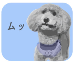 silver toy poodle sticker!! sticker #10944837