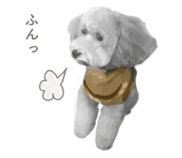 silver toy poodle sticker!! sticker #10944840