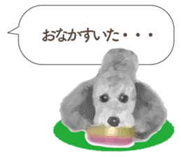 silver toy poodle sticker!! sticker #10944846