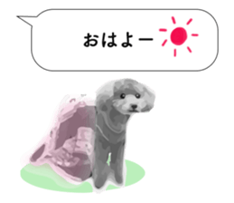 silver toy poodle sticker!! sticker #10944847