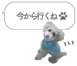silver toy poodle sticker!! sticker #10944850