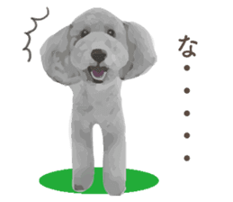 silver toy poodle sticker!! sticker #10944853