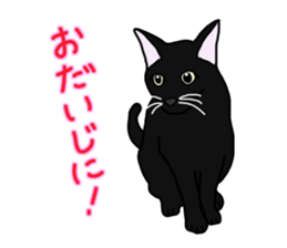 Full of cats every day. sticker #10951965
