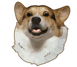 Dangerous Corgi 2 sticker #10968263