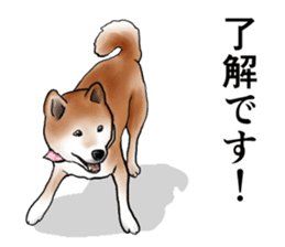 Japanese Shiba inu stickers!4 sticker #10970532