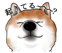 Japanese Shiba inu stickers!4 sticker #10970533