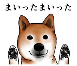 Japanese Shiba inu stickers!4 sticker #10970546