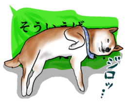 Japanese Shiba inu stickers!4 sticker #10970549