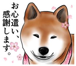 Japanese Shiba inu stickers!4 sticker #10970553